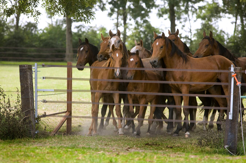 Equine Overview Equine Overview