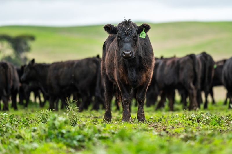 Exact measurement need calls for the Gallagher TW-3 before Beef Australia Exact measurement need calls for the Gallagher TW-3 before Beef Australia