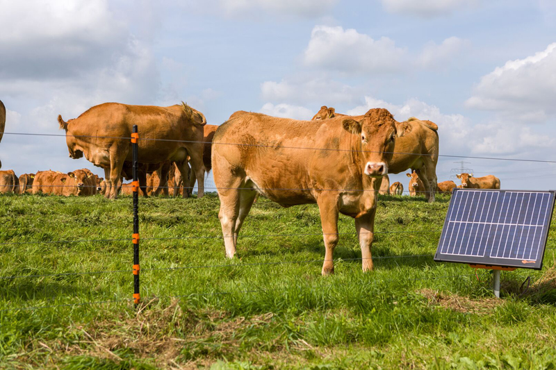 Gallagher S400 solar units solve fencing dilemma Gallagher S400 solar units solve fencing dilemma