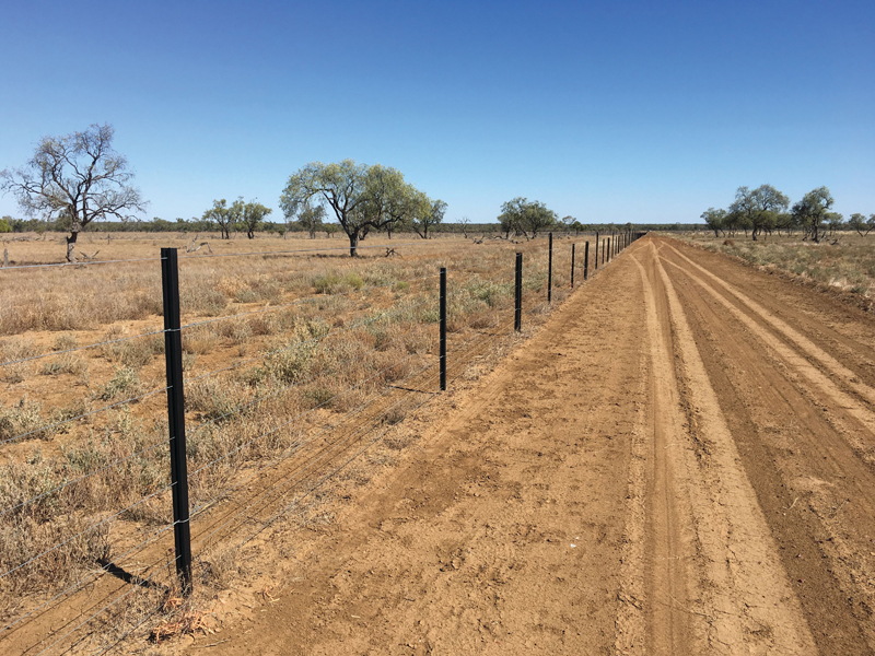 Miniature goats safe behind unobtrusive feraldog proof Gallagher Westonfence Miniature goats safe behind unobtrusive feraldog proof Gallagher Westonfence