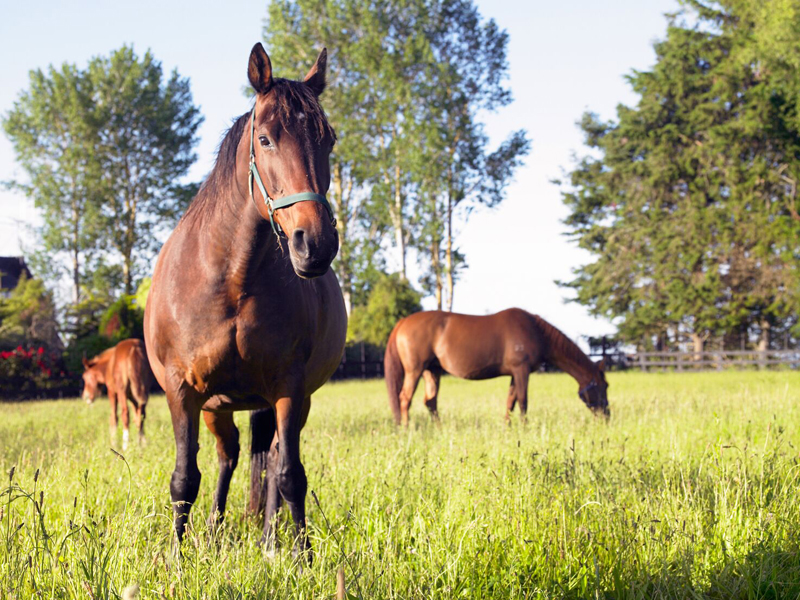 New horse on the block New horse on the block