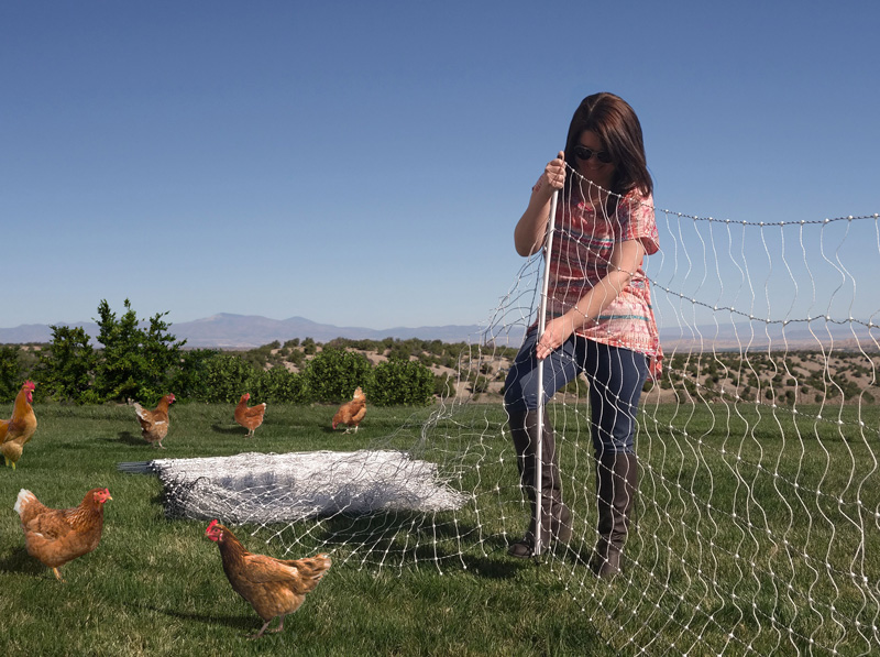 Pastured-poultry-great-starting-point-for-beginner-and-small-acreage-farmers Pastured-poultry-great-starting-point-for-beginner-and-small-acreage-farmers