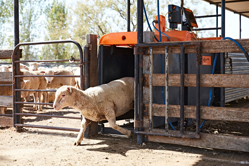 Payback on sheep auto drafter with just two lamb truckloads Payback on sheep auto drafter with just two lamb truckloads