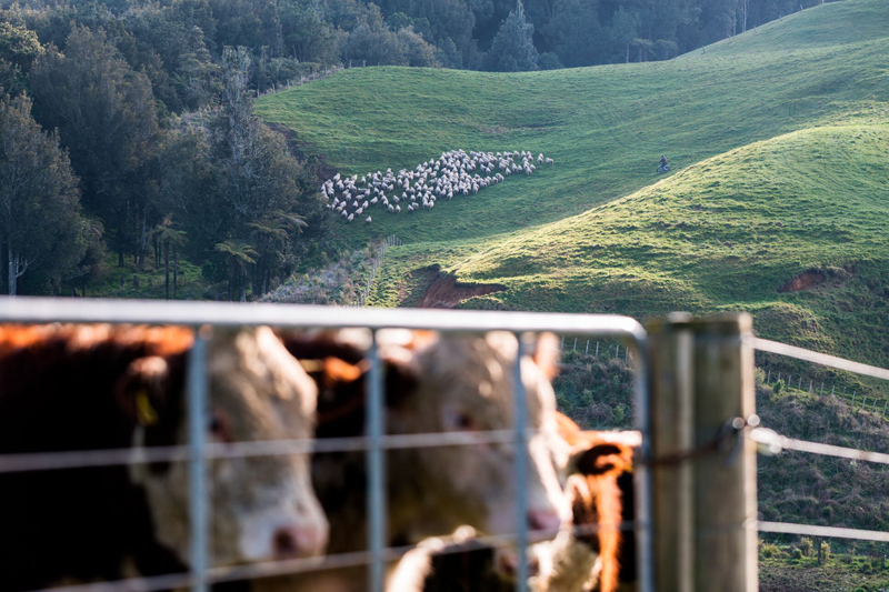 Quality management tools assist in the production of quality angus beef Quality management tools assist in the production of quality angus beef