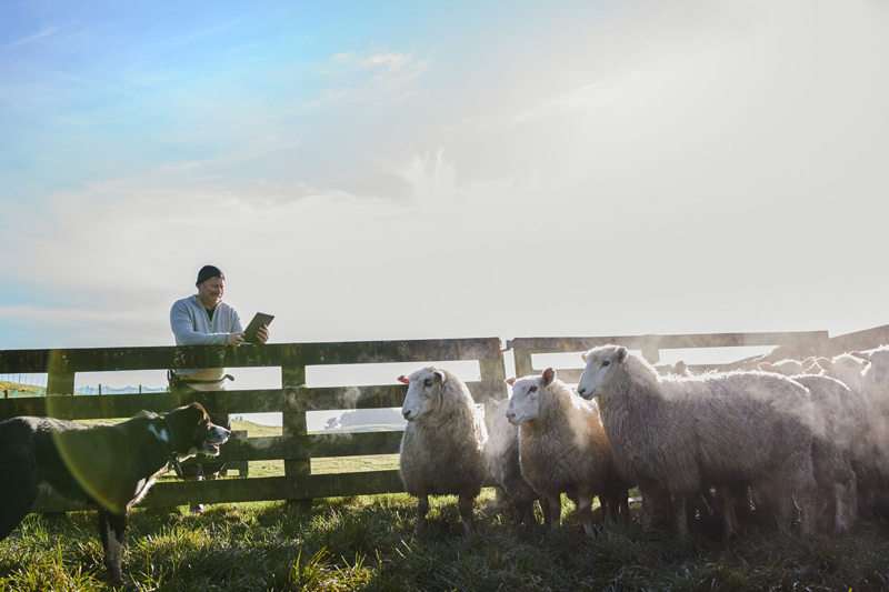 Sheep overview Sheep overview