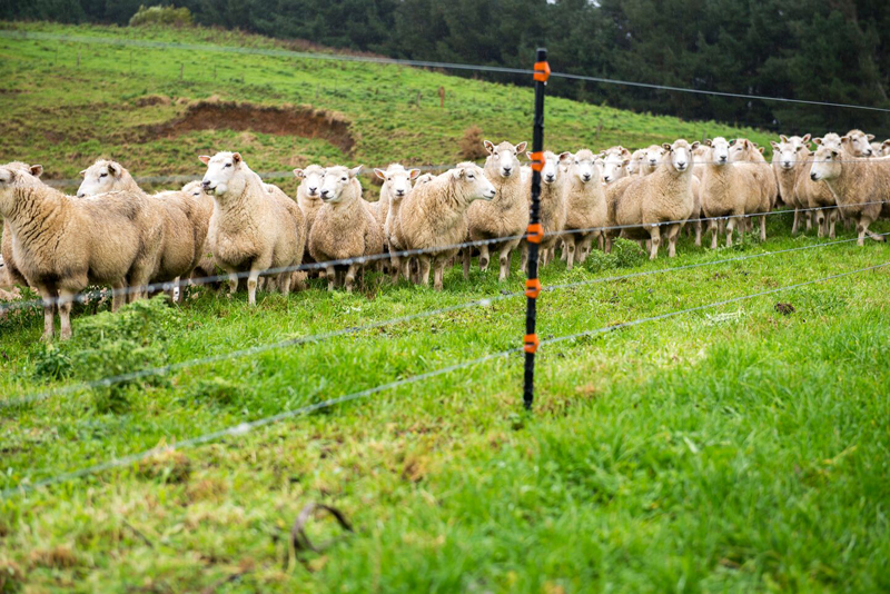 Sheep grazing builds soil health and Increases microbial activity on vegetable fields