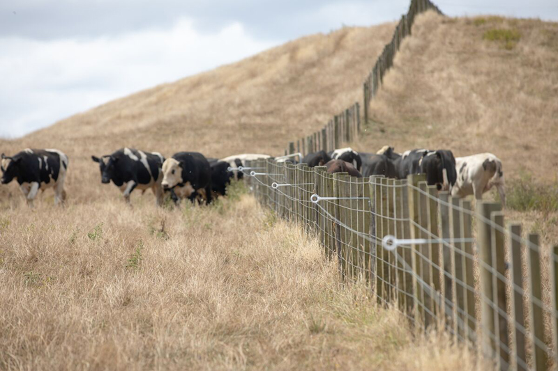 Stockpiling forage an economical option to extend grazing season