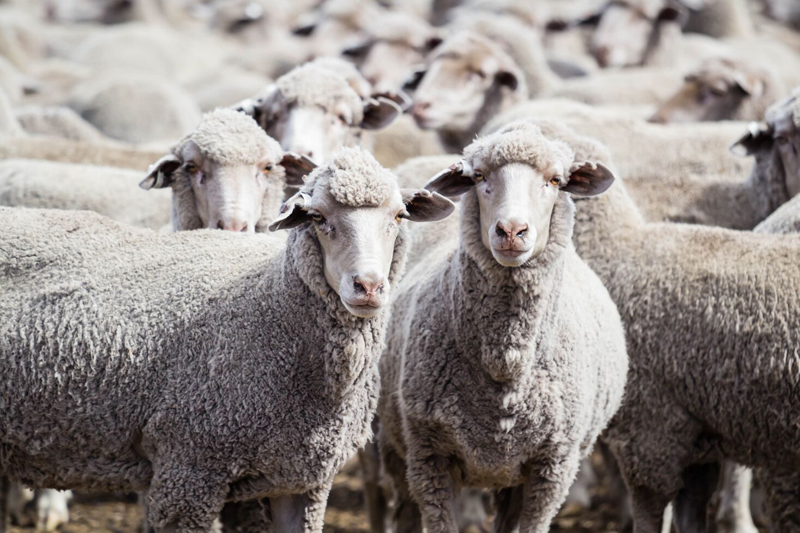 Strip grazing sheep saves vineyard huge costs Strip grazing sheep saves vineyard huge costs