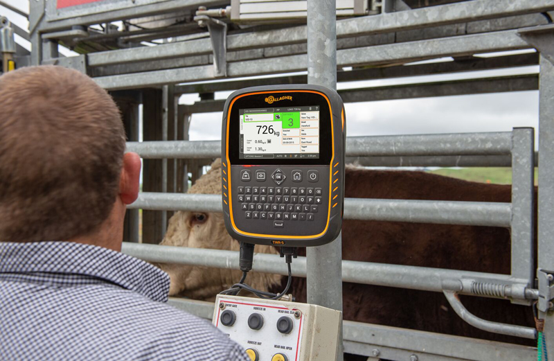 Upscale weigh system helps NSW cattle farm