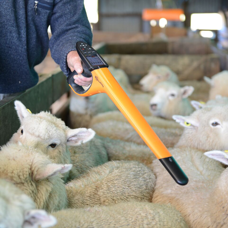 Western-Australia-sheep-EID-program-drives-superior-breeding Western-Australia-sheep-EID-program-drives-superior-breeding