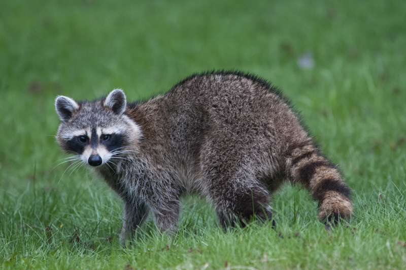 Wildlife management frequently asked questions Wildlife management frequently asked questions