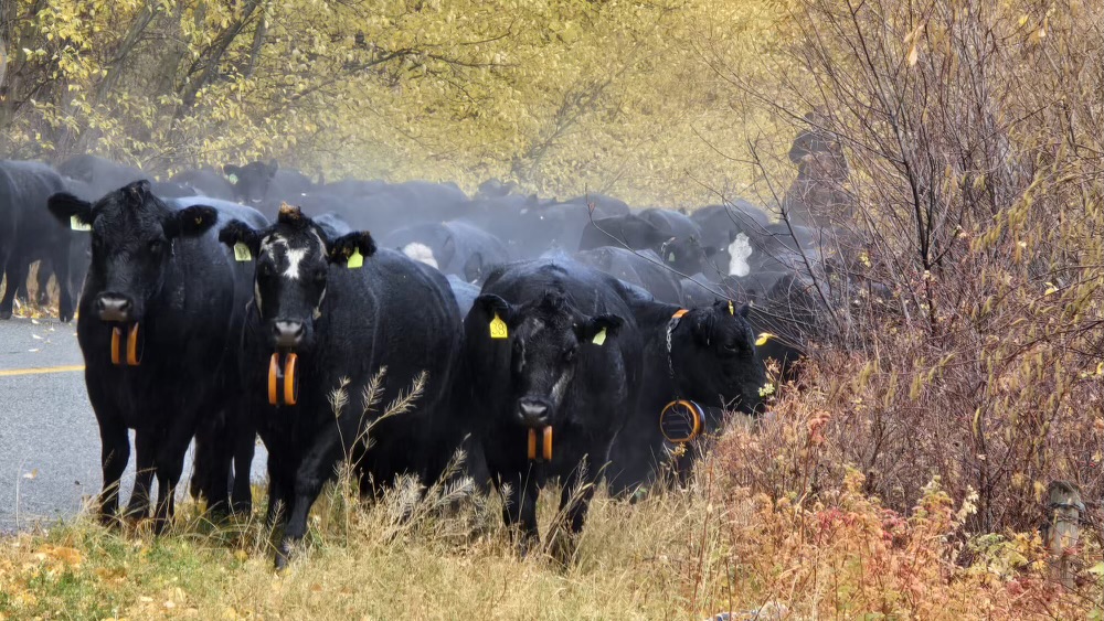 Bringing the cows home to Barrington Ranch using eShepherd neckbands.