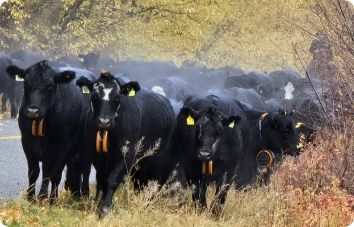 A herd of cattle walking down a road, the cows have eShepherd collars on