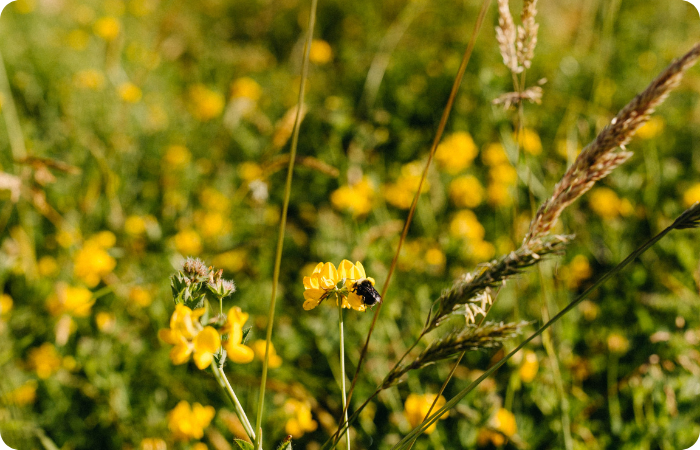 A bee rests on a yellow flower in a sunny field