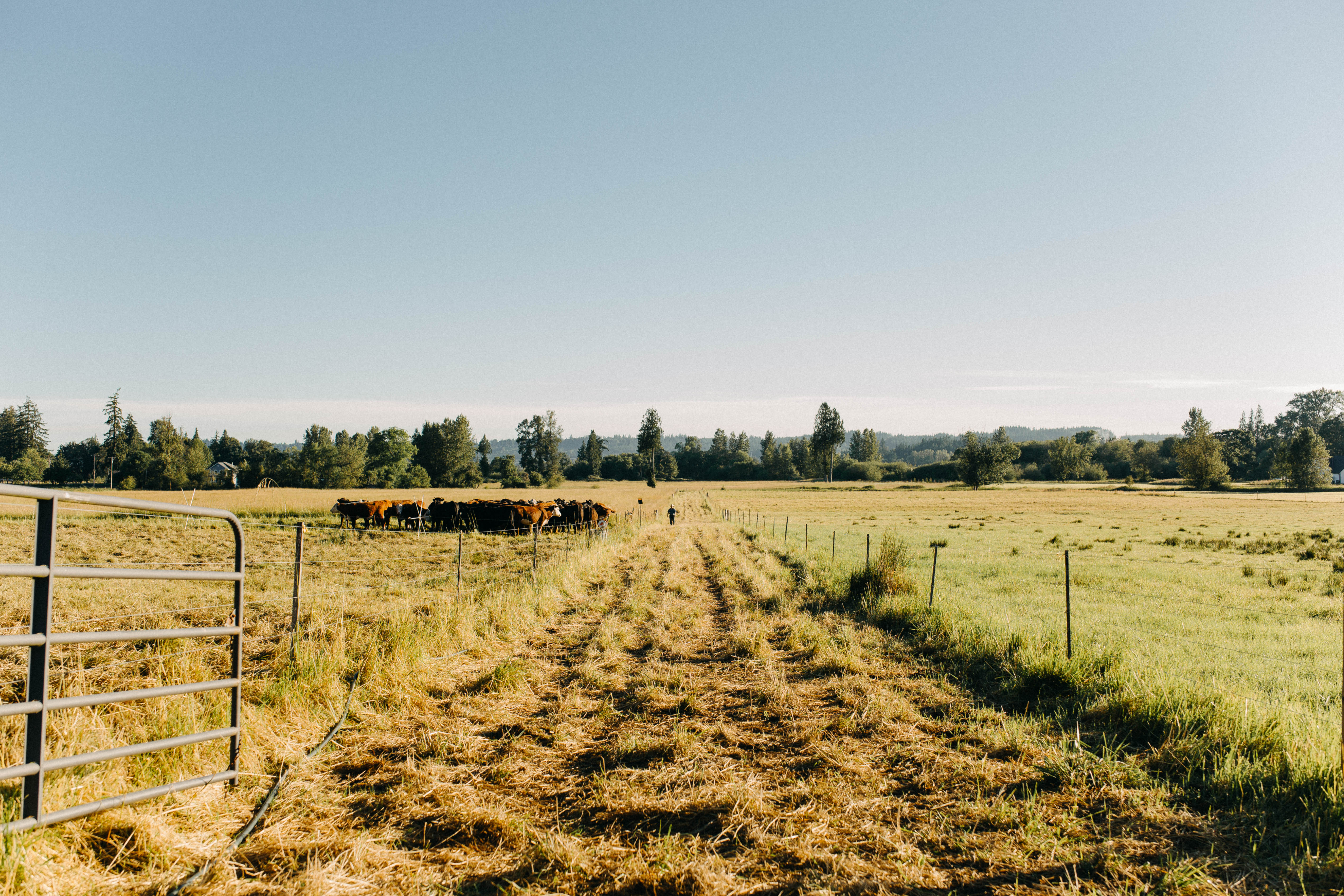 Cows are seen grazing in a field, enclosed by a wooden fence that adds charm to the rural landscape.