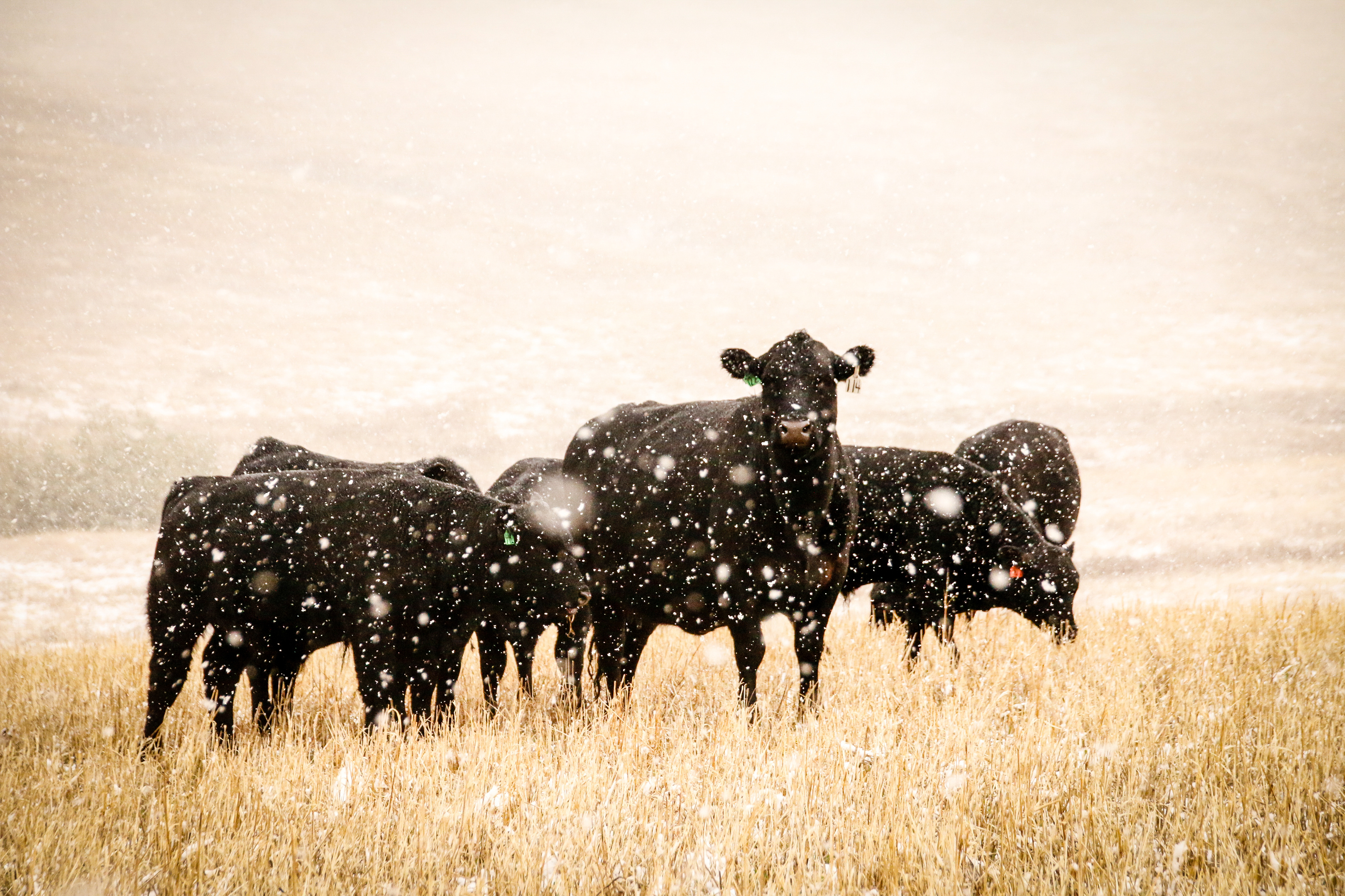 Cows standing in a field, it's snowing