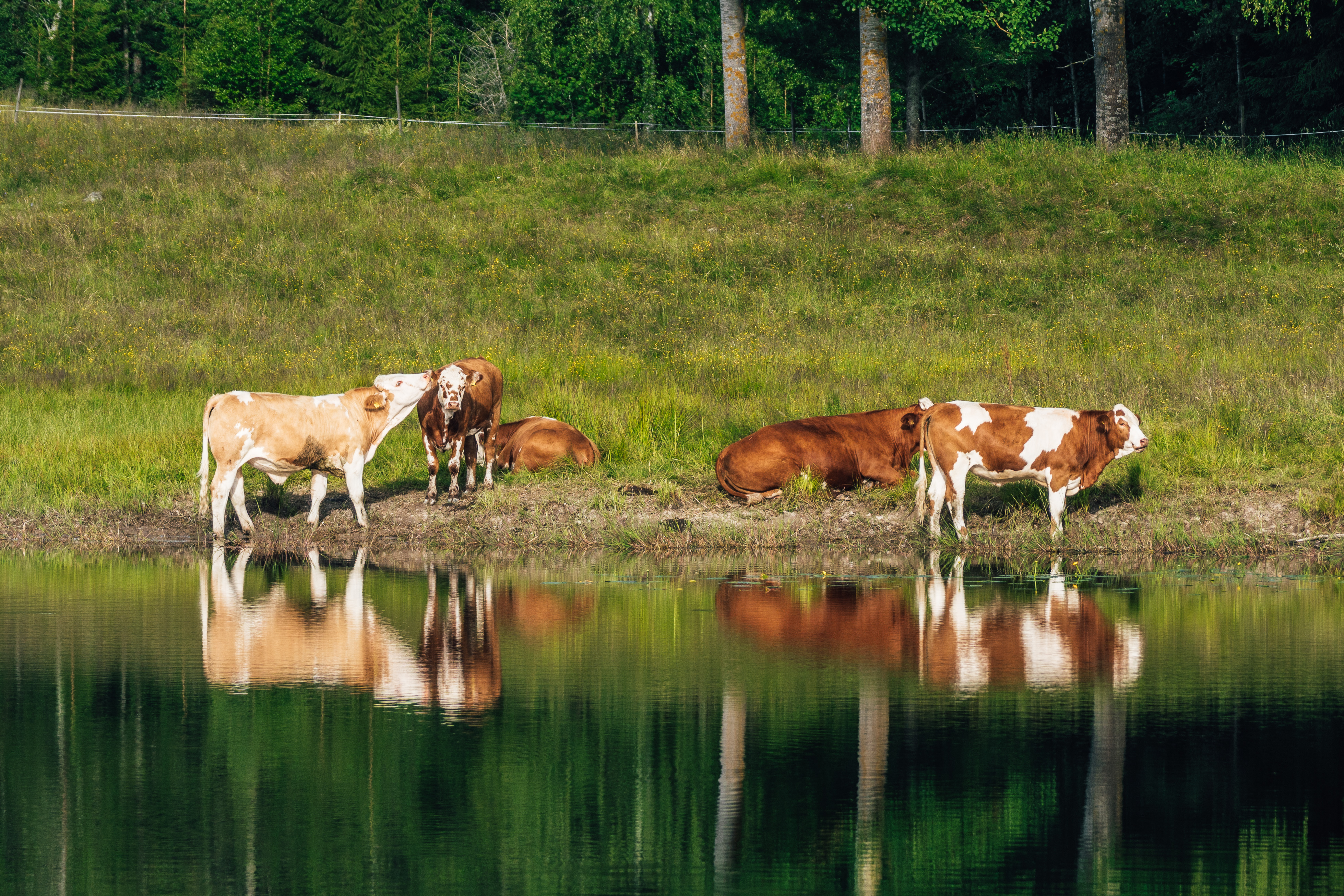 Cows standing and lying near a grassy pond, with trees in the background.