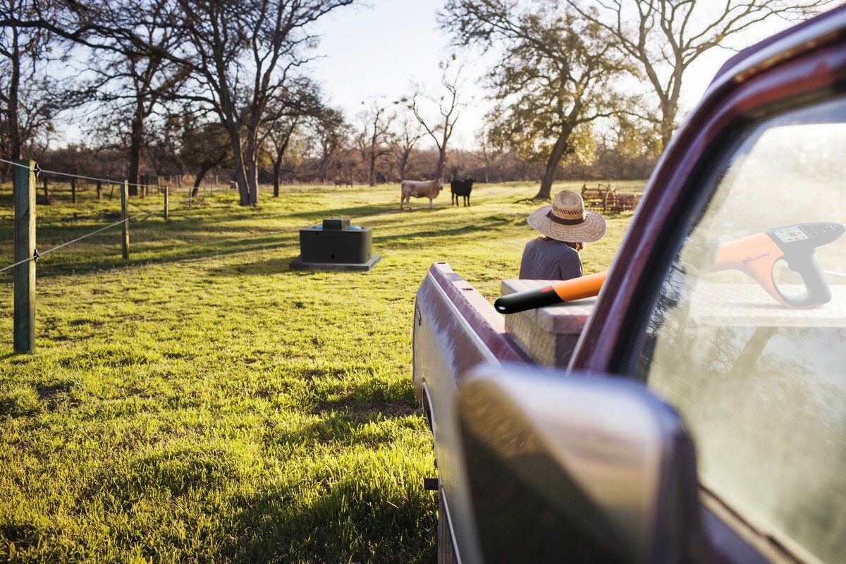 A man in a hat stands amidst a field, observing cows grazing nearby.