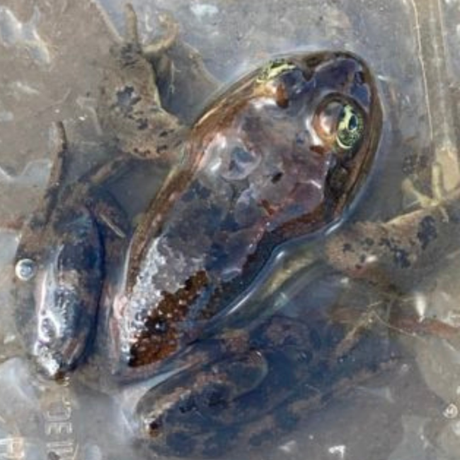 Oregon Spotted Frog - Image by the CNLM