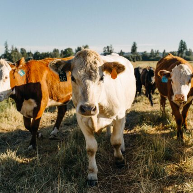 Stocker Cattle