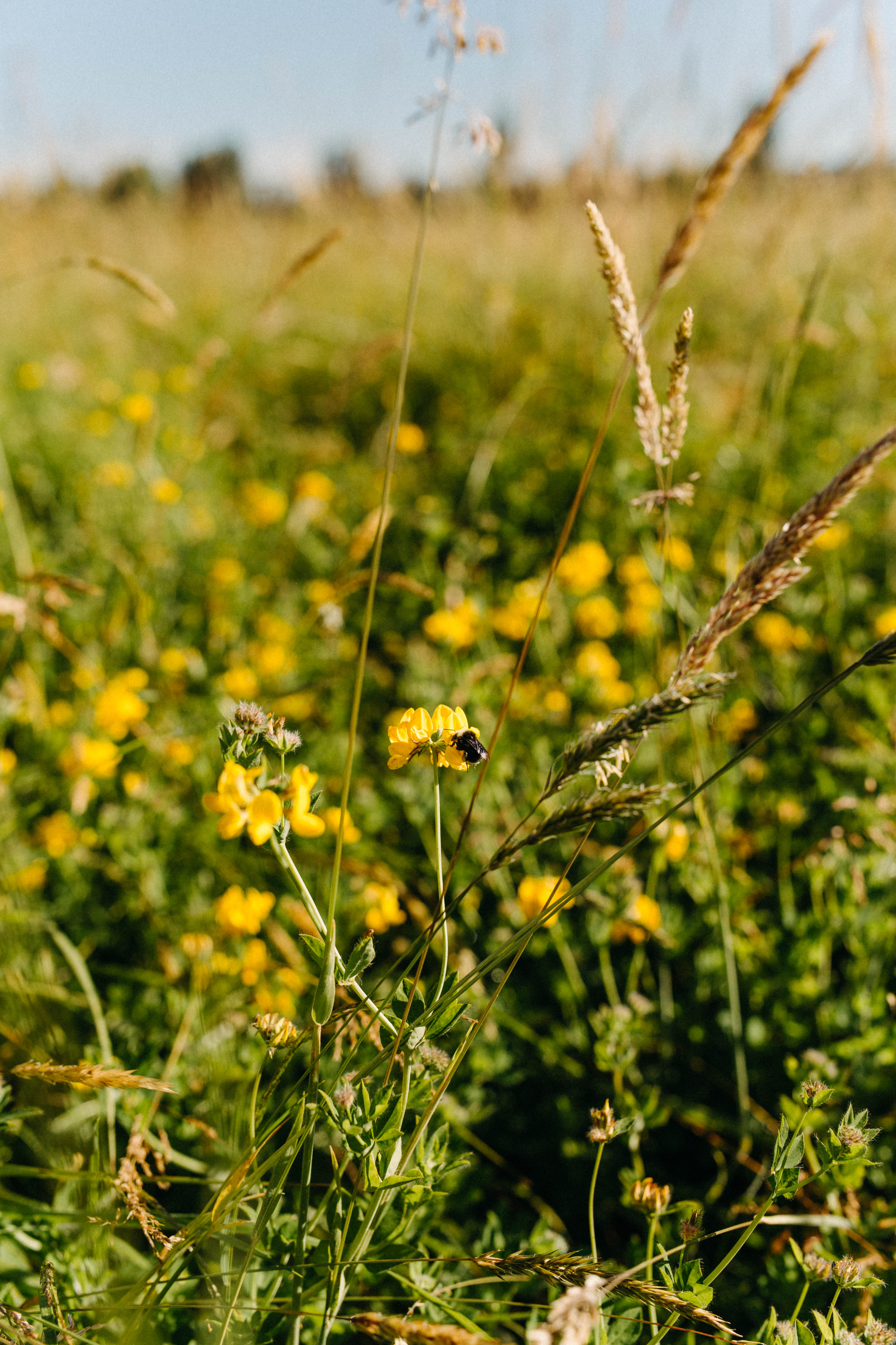 The economic benefits of rotational grazing