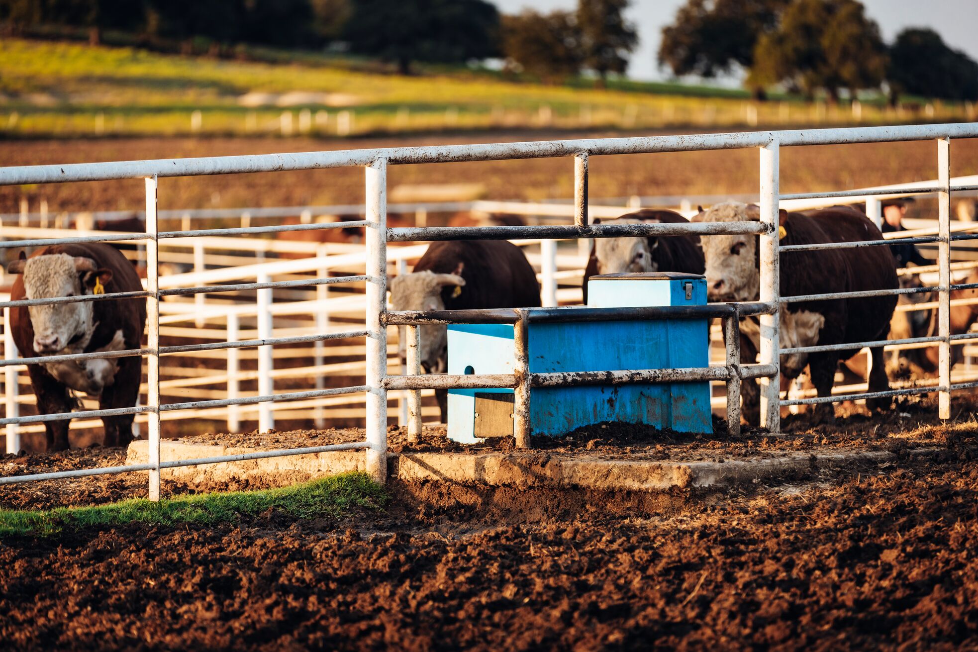 Cows standing around a waterer