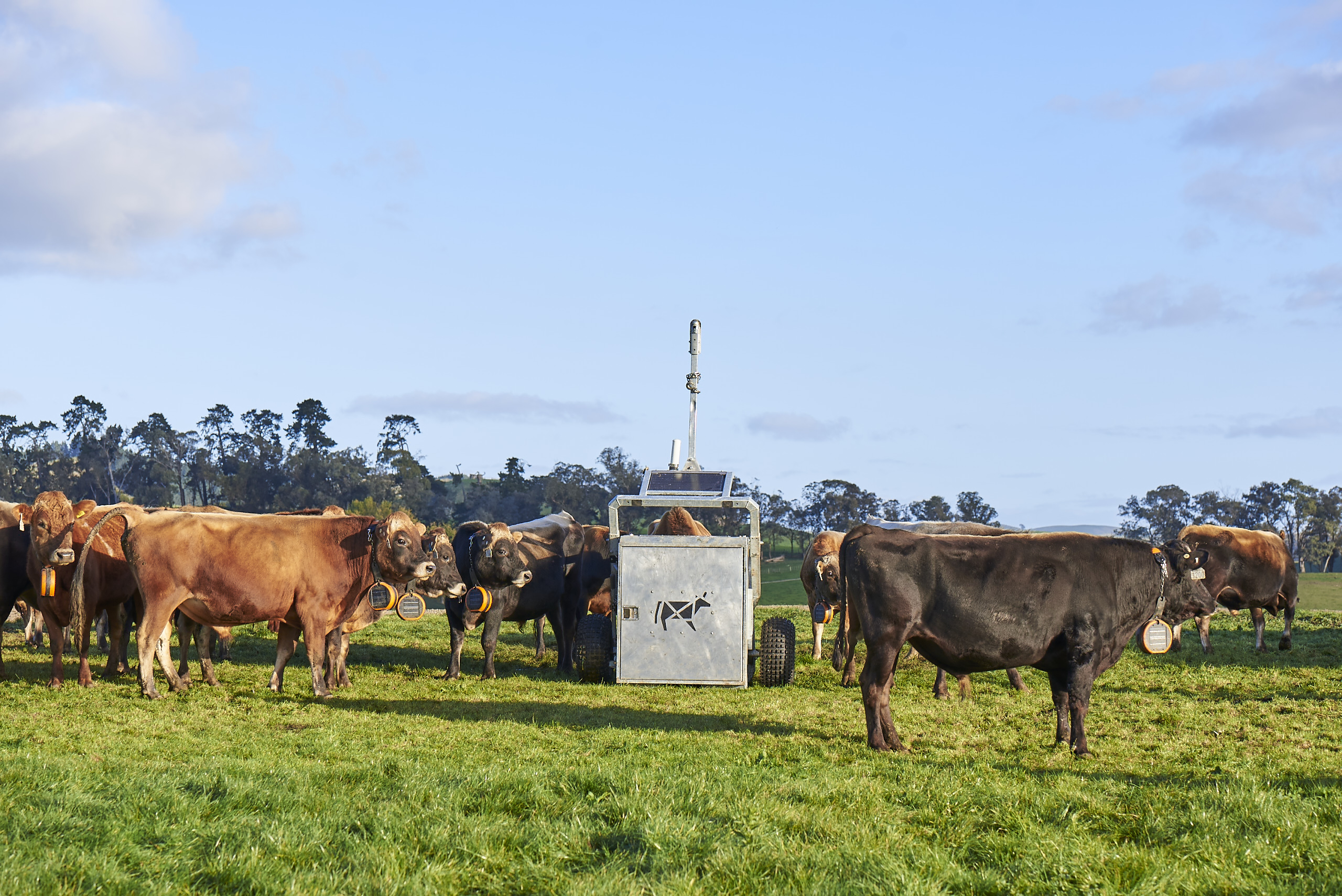 An auto weigher in a paddock surrounded by cows