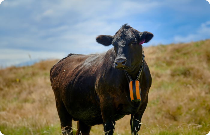 Image of a cow wearing an eShepherd collar, the cow is on a grassy hill with blue sky in the background