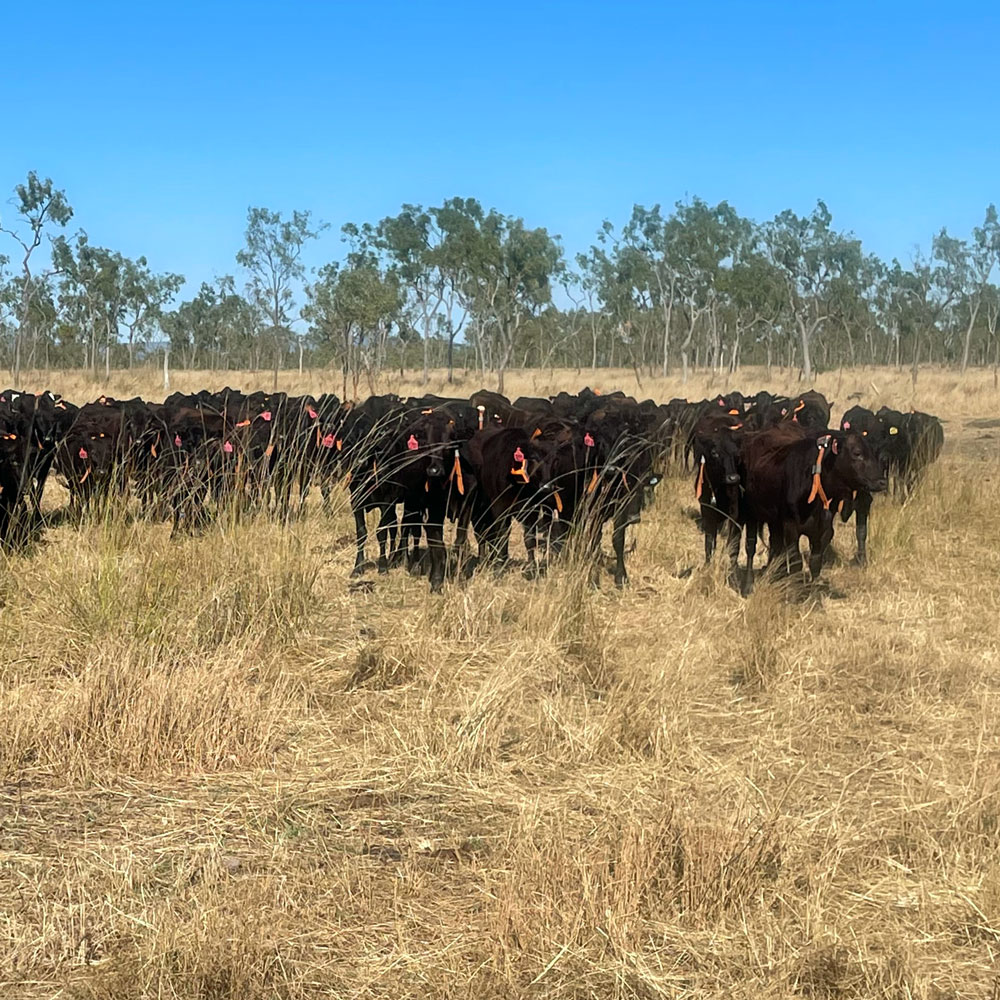 cattle with eShepherd neck bands