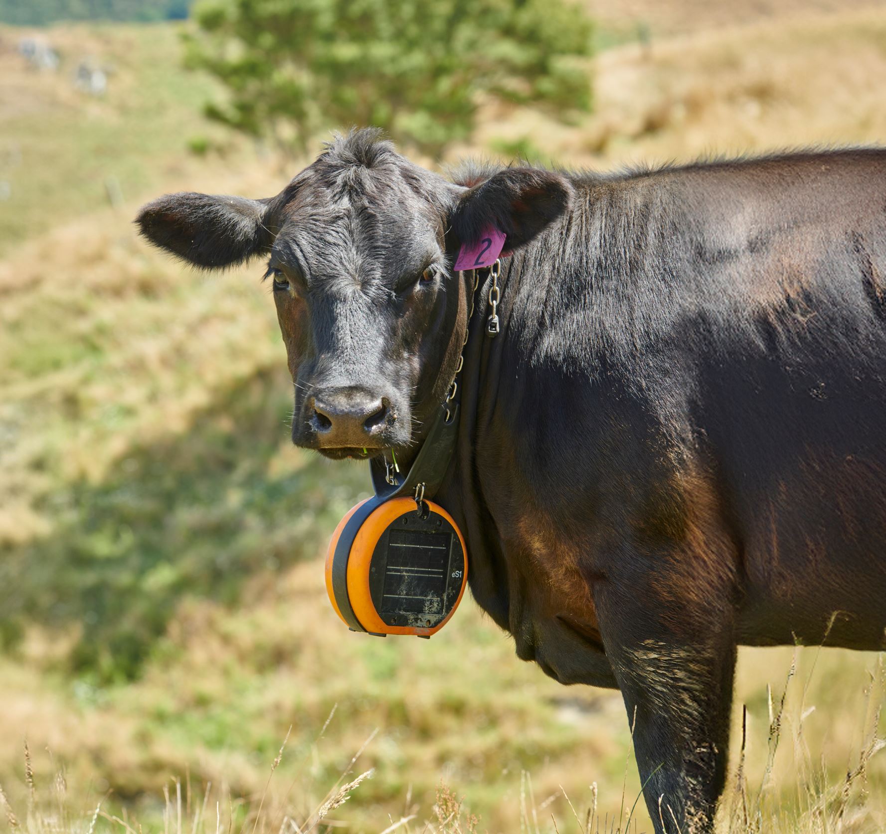 Cow wearing an eShepherd collar
