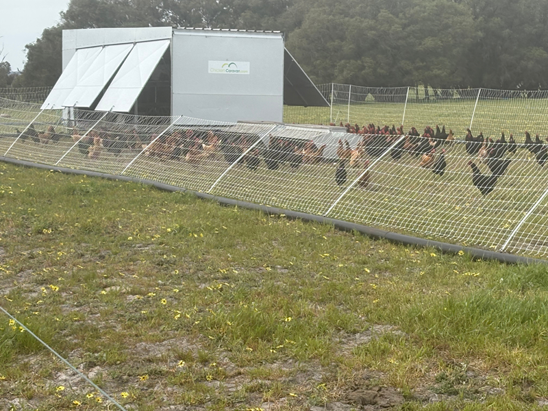 Chickens