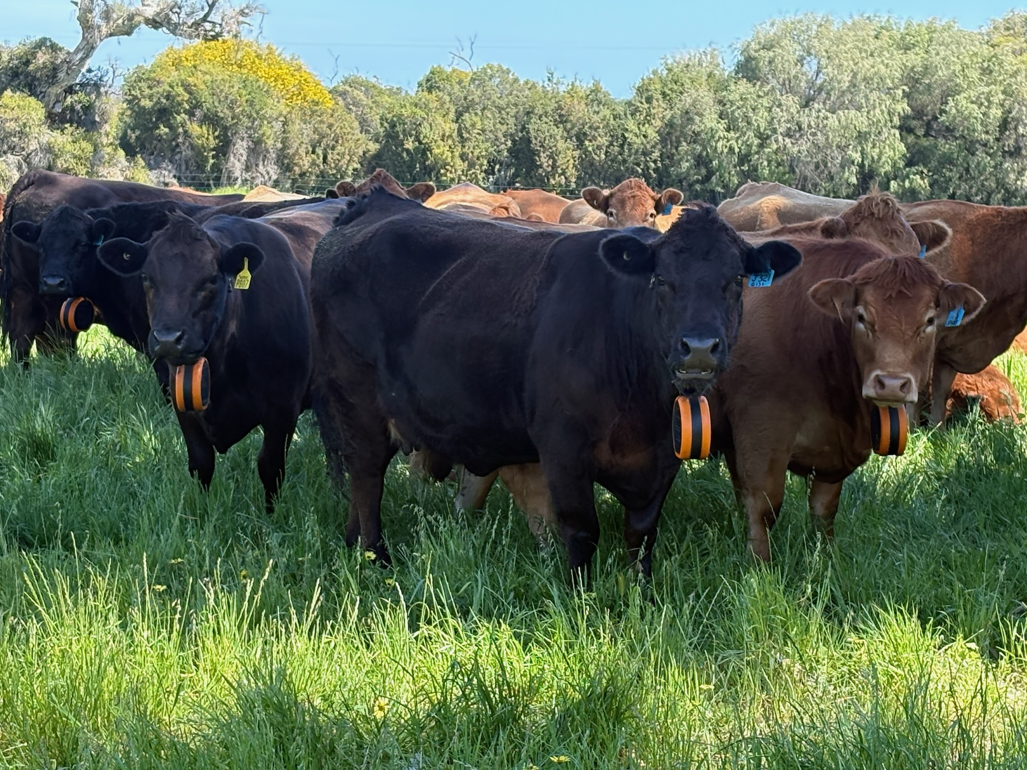 Close up image of a herd of cows in a paddock, they are wearing eShepherd collars