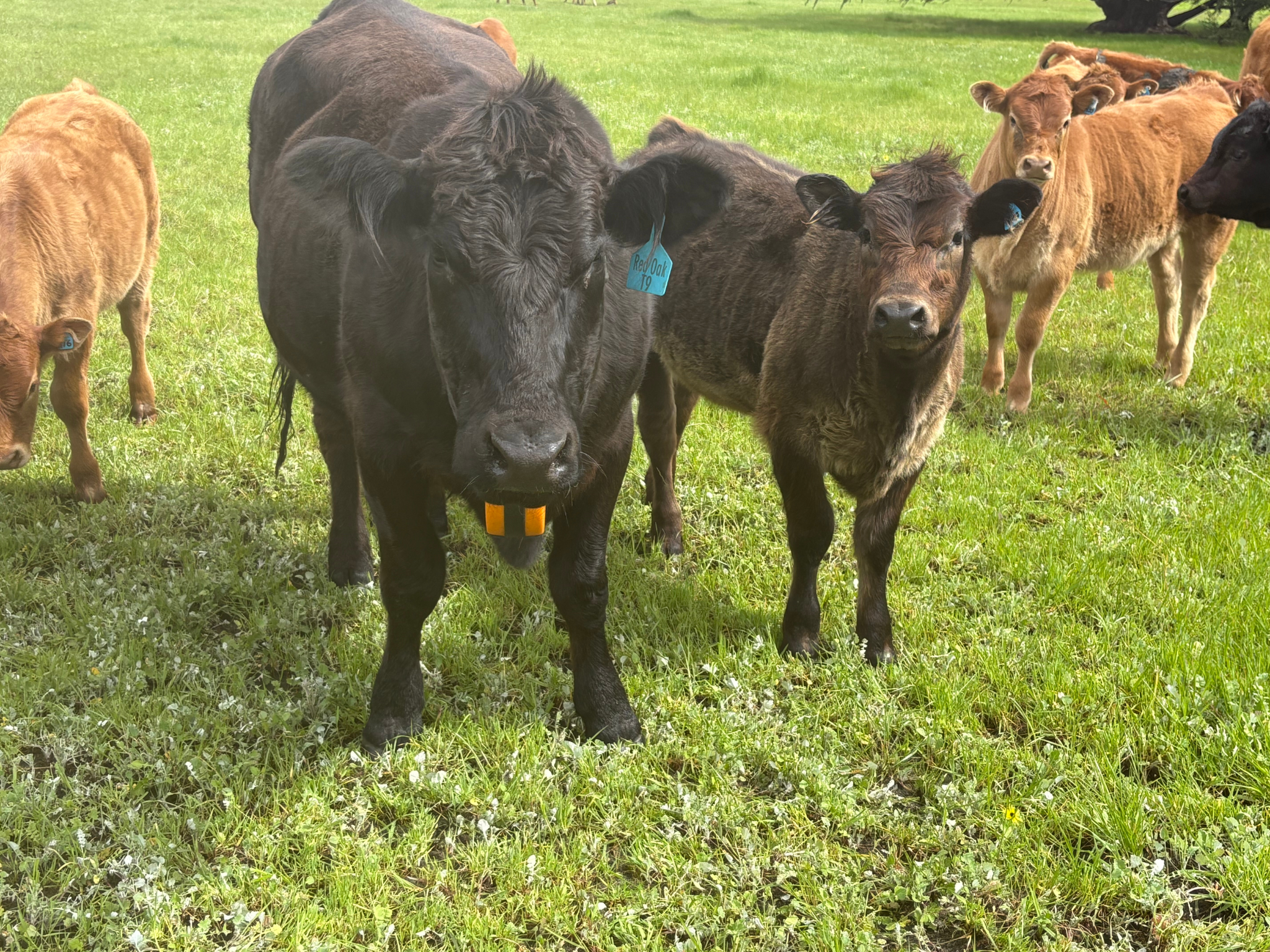 Close up image of a herd of cows in a paddock, they are wearing eShepherd collars