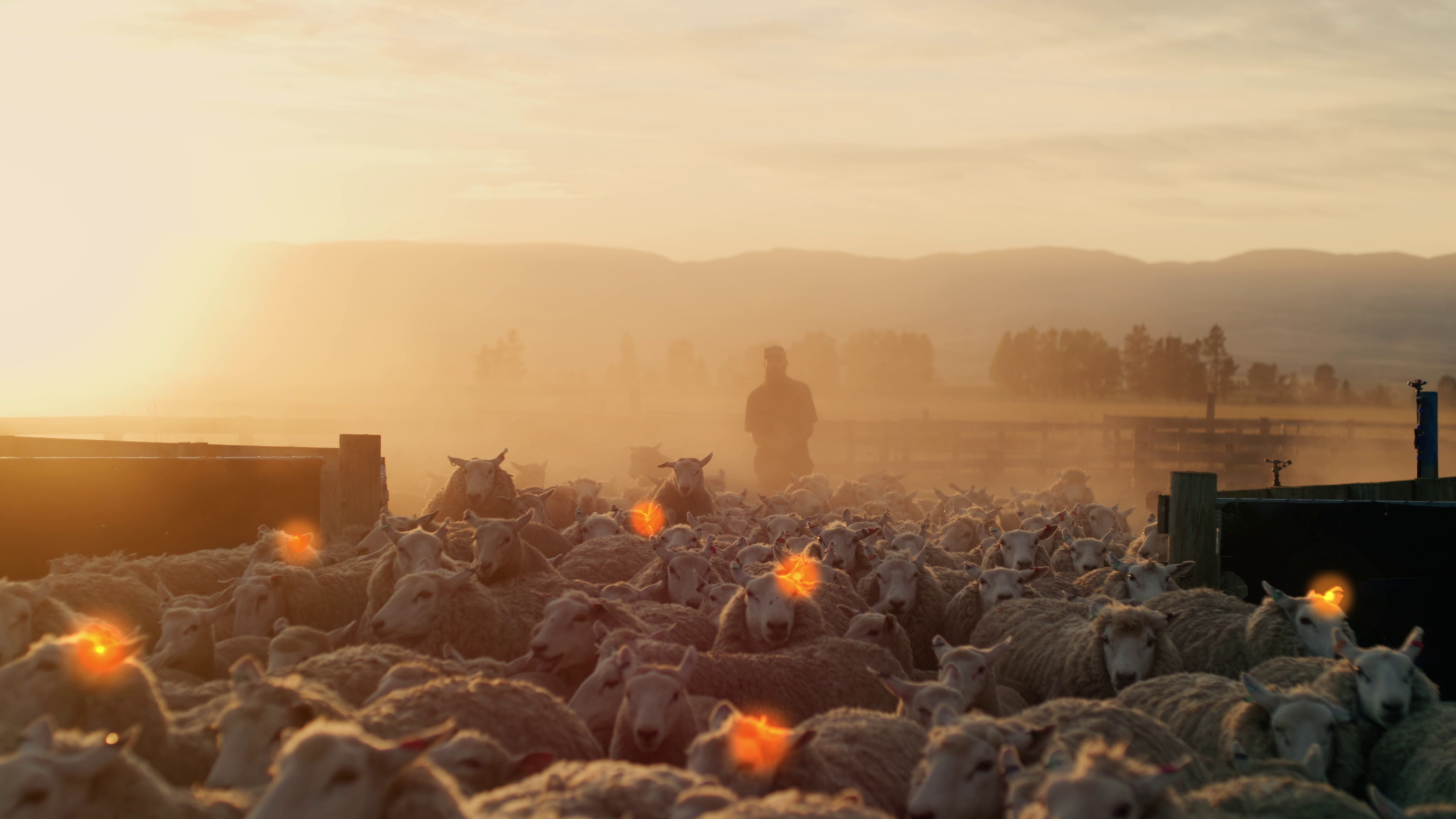 Animal Performance & Traceability