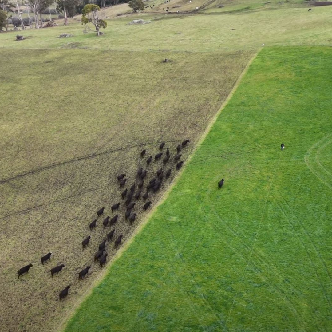 Tim Thompson Justin Cooper Pasture Management