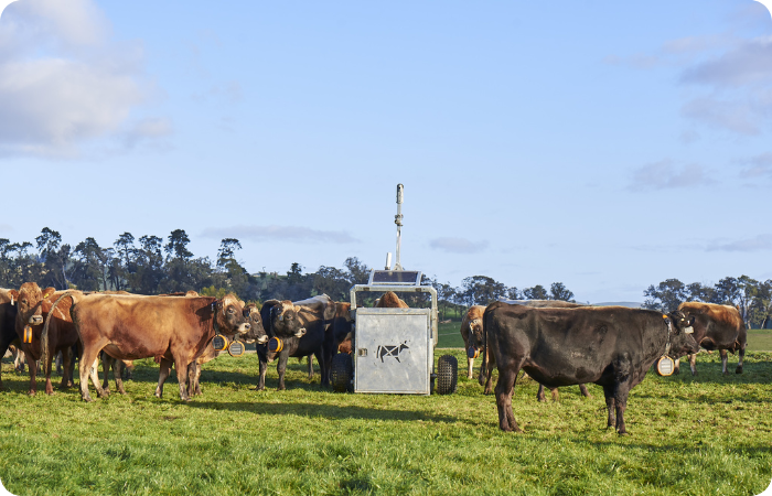Herd of cows in a paddock, an Auto Weigher is in the middle of the herd.