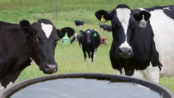 Dos vacas delante de un abrevadero