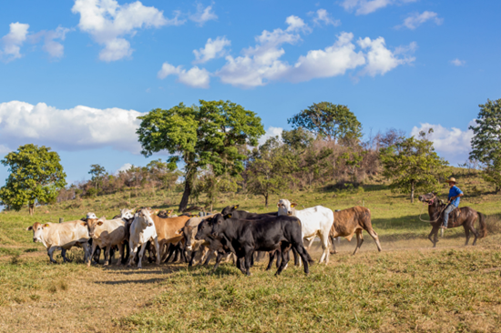 livestock ranching brazil