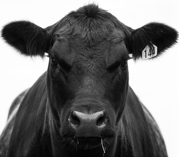 NZ Angus Cow