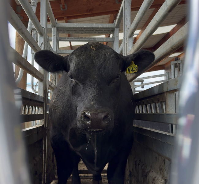 V43 - Timperlea Angus Bull