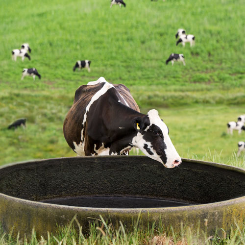 Cow-at-empty-trough