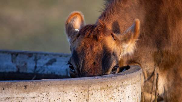 Cow drinking from trough