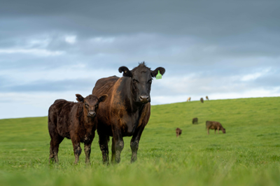 Cows in field