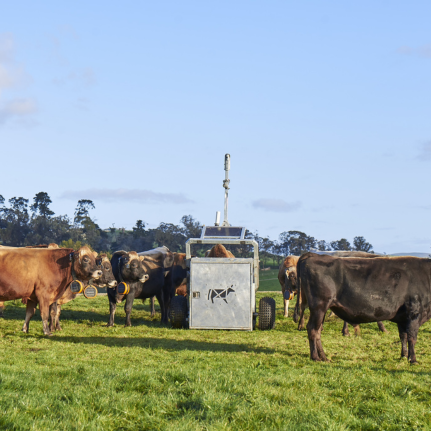 Herd of cows standing in a field, an Auto Weigher sits in between them