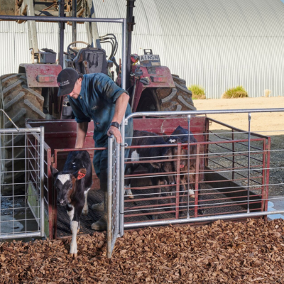 Farmer standing in a calf pen. There is a calf walking out the open gate.
