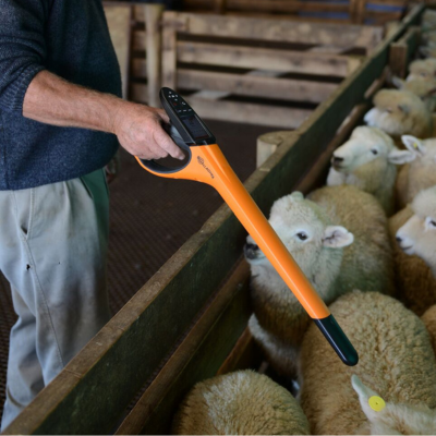 Farmer scanning the ear tag of a sheep using the HR4 EID tag reader