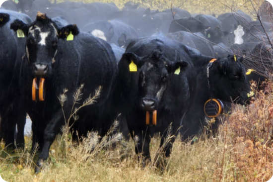 Barrington Ranch cows