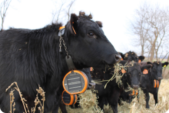 Greg Thoren eShepherd