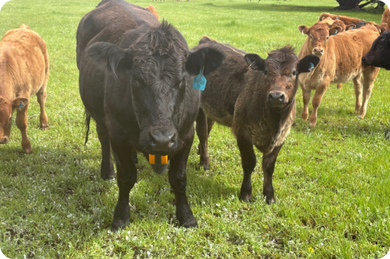Close up image of cows standing in a field, they have eShepherd collars on