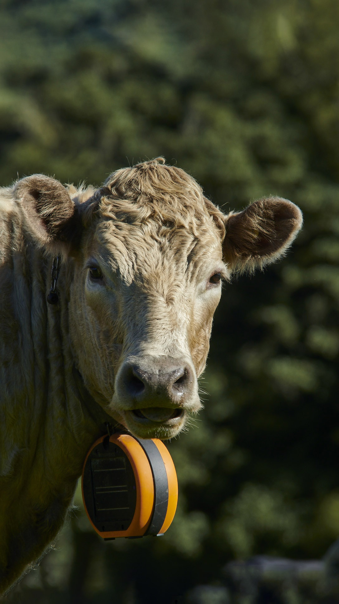 Cow with eShepherd neck band